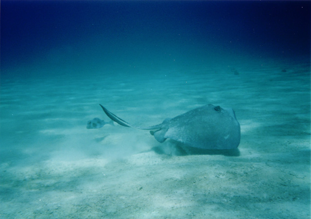 ray1