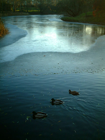 ducks1