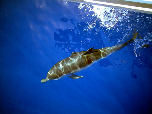 dolphin2