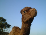 baby camel